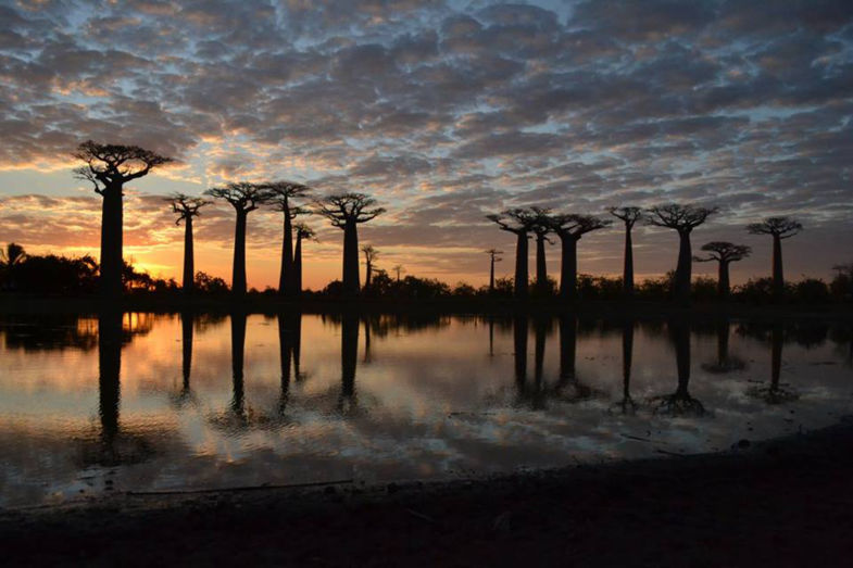 World upside down - Baobabs Madagascar