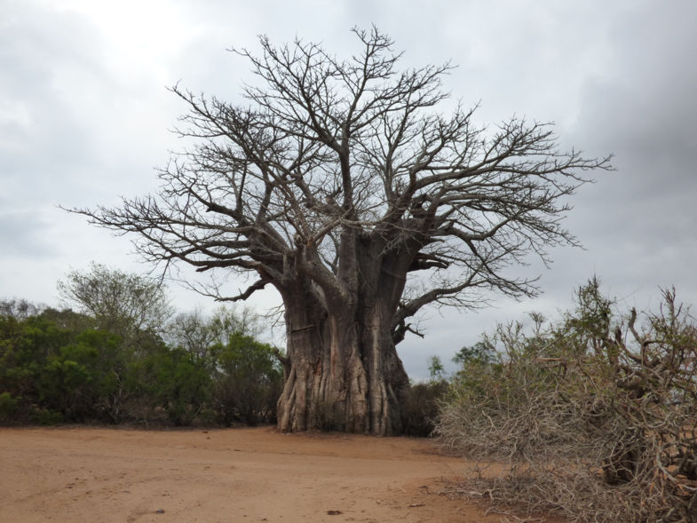 Meeste zuidelijke baobab - Kruger 2016