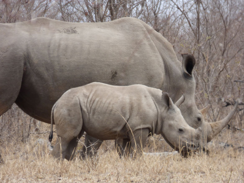 Op stap met mama Rhino Kruger 2016