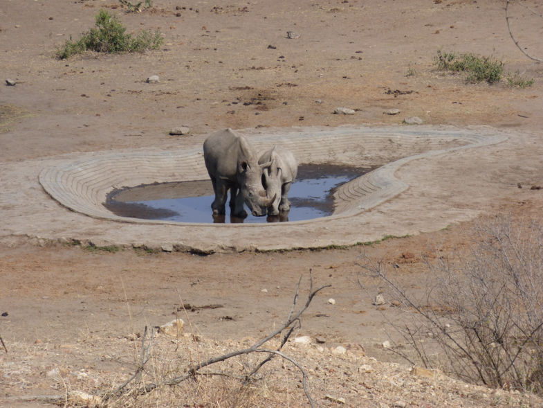 Toch een waterplasje gevonden - Kruger 2016