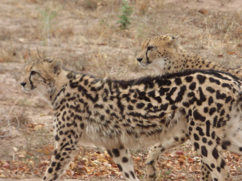 Gewoon jachtluipaard met King Cheeta 2016