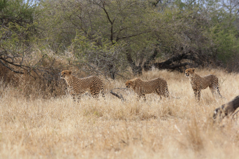 Cheetah moeder met drie cubs - de 3e wilde niet op de foto, die zit tussen de bosjes