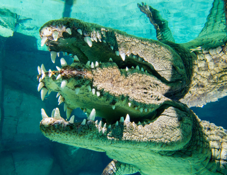 Kooiduiken met krokodillen