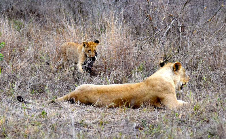 Welp met prooi Krugerpark