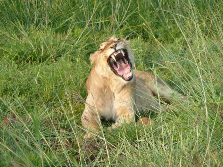 Safari in Nabimti Hills