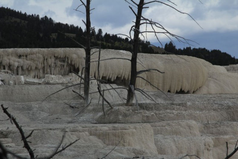 Yellowstone mammoth hotsprings
