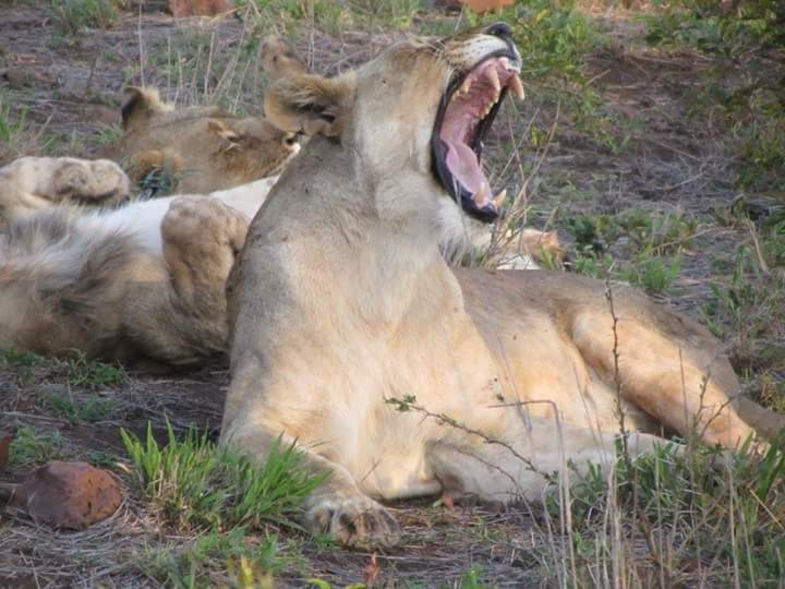 The lion sleeps tonight