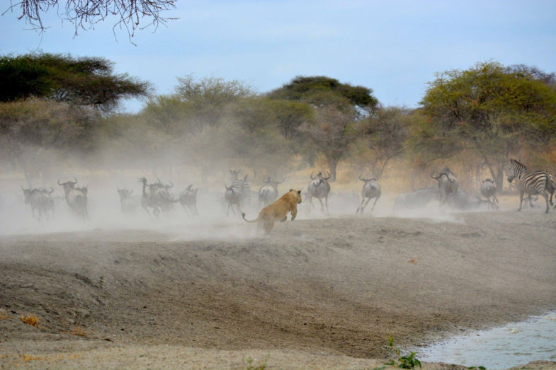 Lioness on her hunt