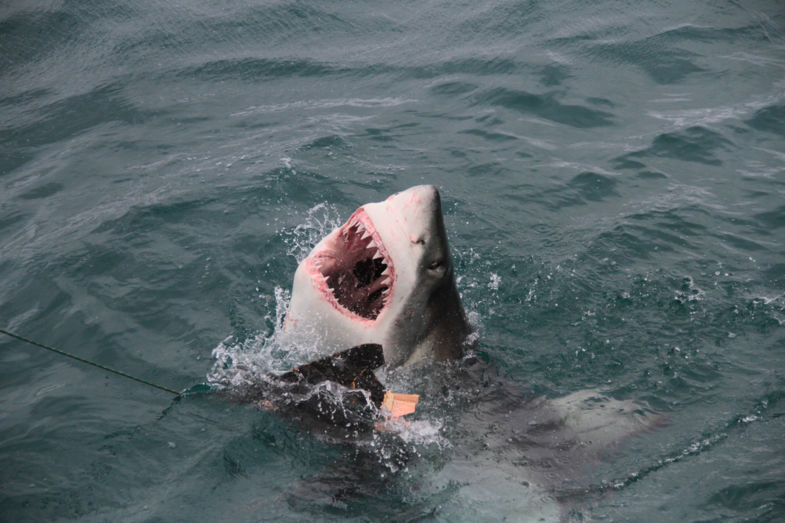 Shark diving @ kleinbaai/gansbaai