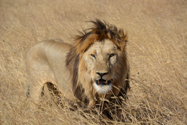 Lion in the Serengeti