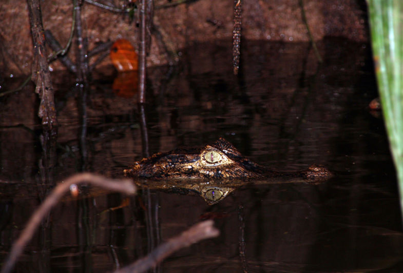 Kroko