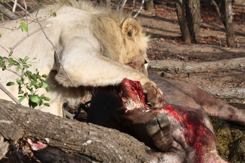 krugerparkger park