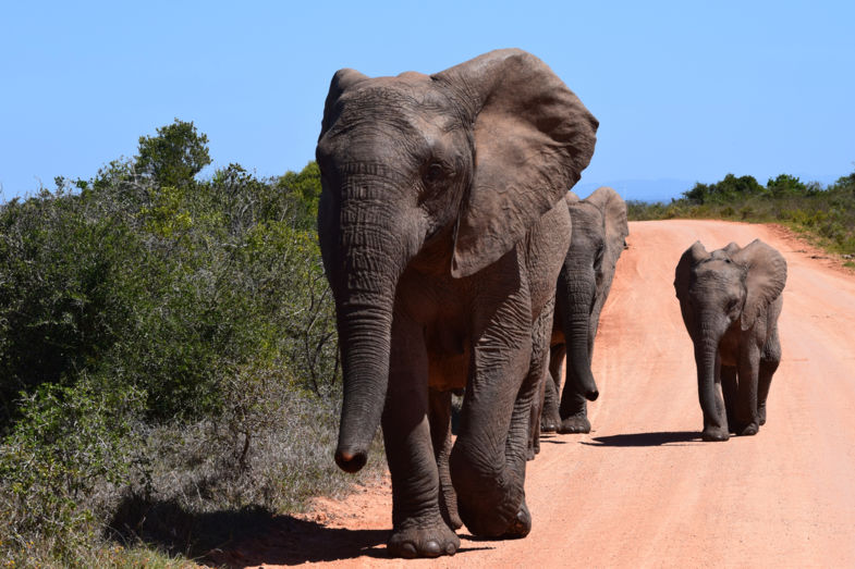 Addo Elephant
