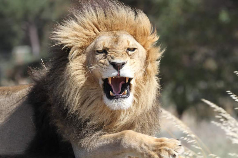 Lion attack