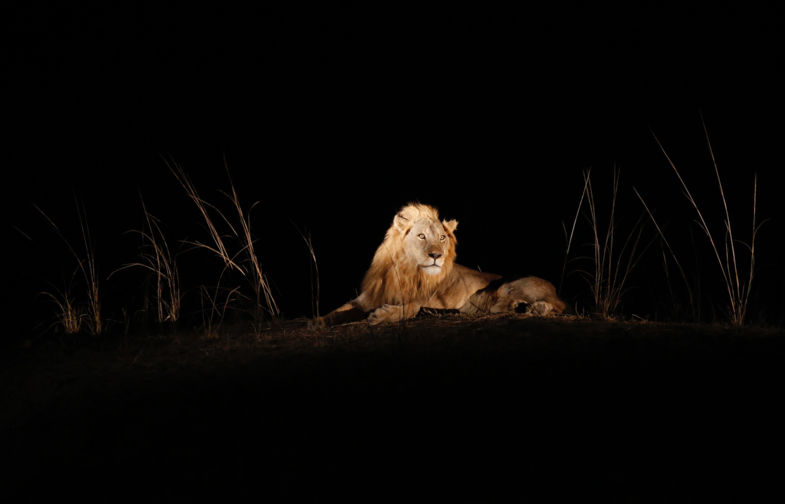 Watching and waiting for dinner