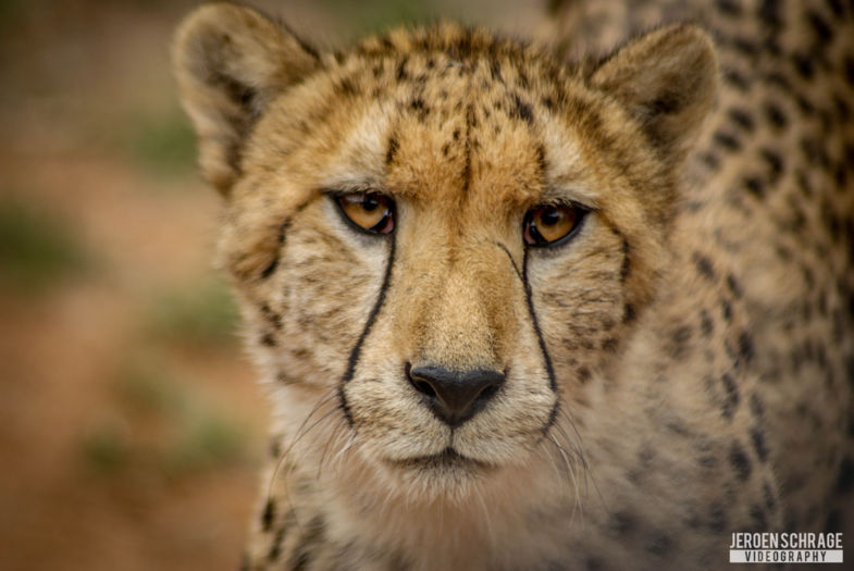 cheetah