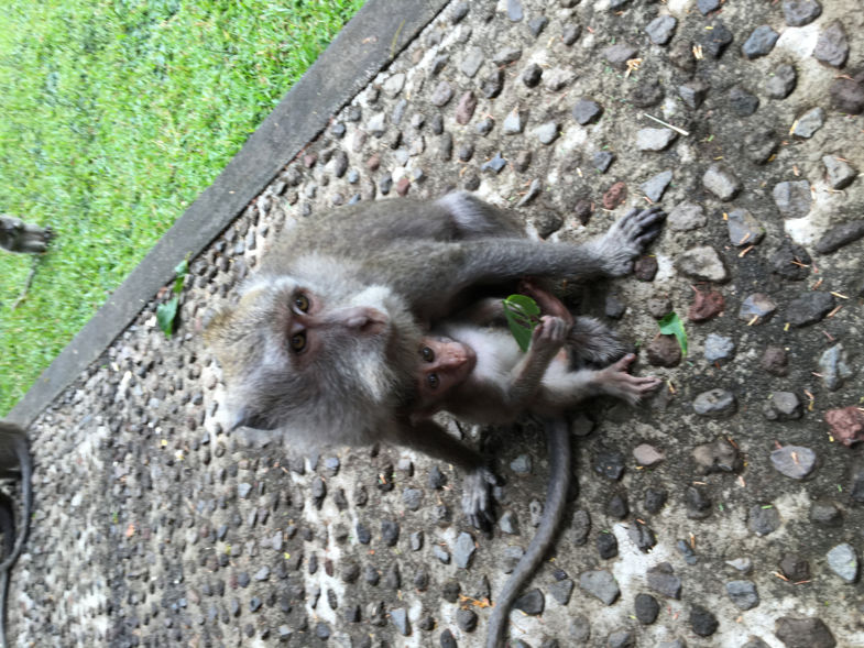 Veilig onder moeders armen❤️Monkey 'forest', terwijl ik foto maakte klom er 1 op mij.