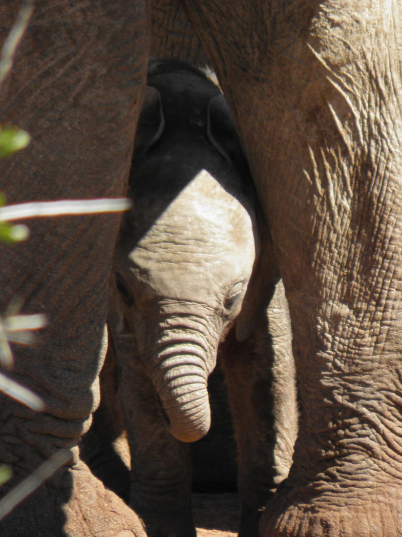 Onder moeders vleugels !!     addo park sept 2016