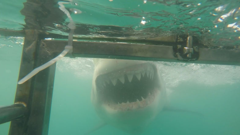 Great White Shark cage diving, super gaaf!!