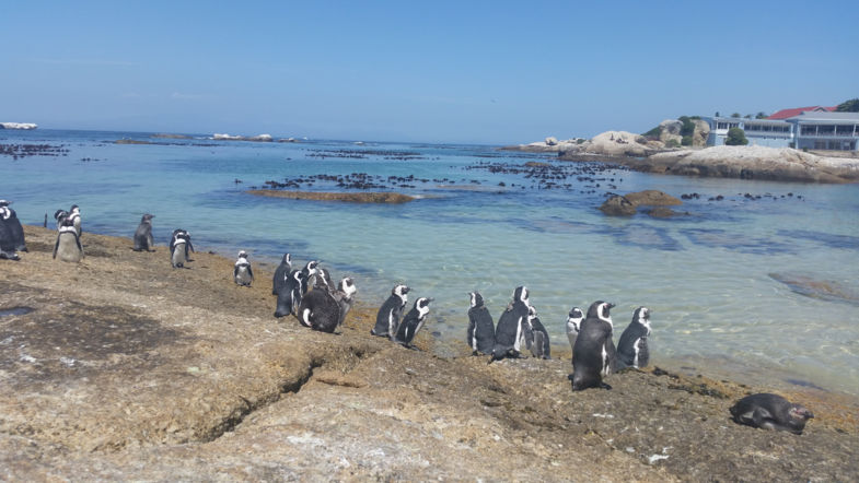 Pinguïns in Zuid-Afrika, de beste antistress locatie bij uitstek.