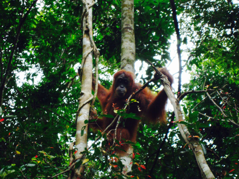Een avontuurlijke tocht naar één van de weinige Orang Oetans in het wild
