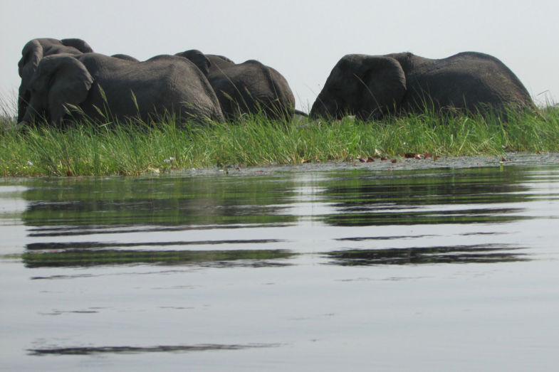 Olifanten in de Okavango Delta