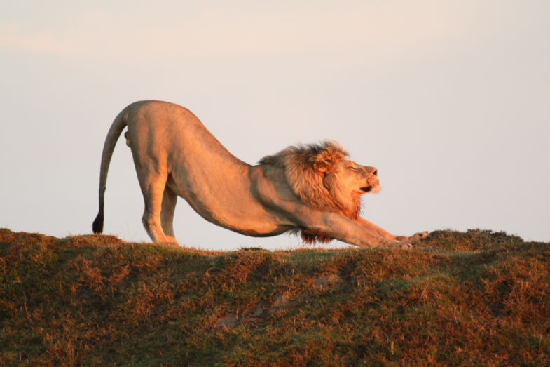 Esarly Morning Stretch @ Gondwana Game Reserve