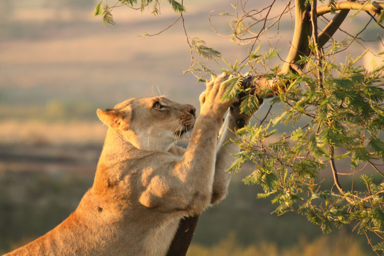 a lioness' manicure @ Gondwana Game Reserve