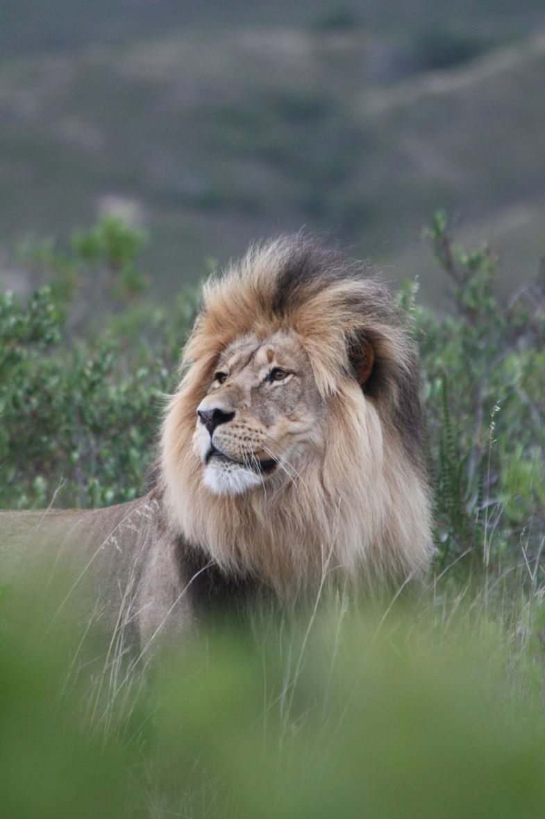 Gracefully Arrogant.. @ Gondwana Game Reserve