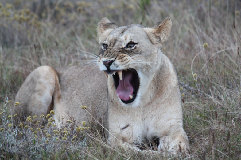 don't mess with the Lady... @ Gondwana Game Reserve