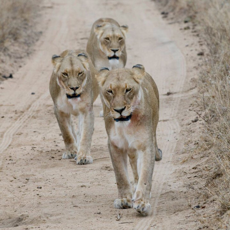 Morning drive female lions