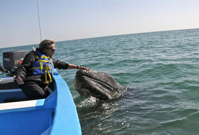 Intiem moment met pasgeboren grijze walvis
