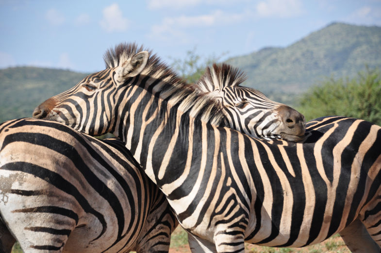 Knuffelende zebra's