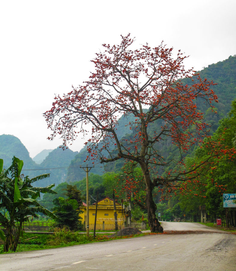 Red tree in Ninh Binh