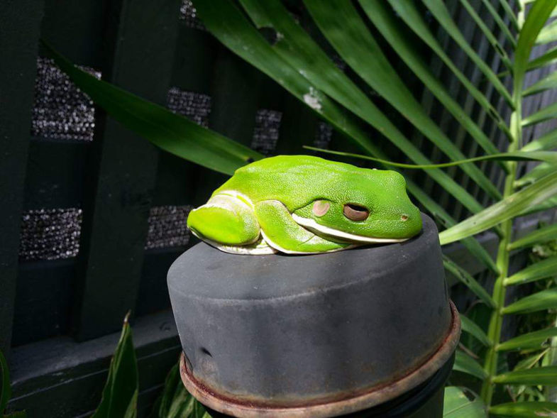 Tree frog