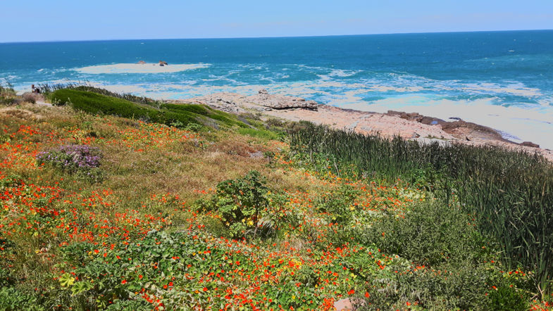 De kleurrijke kust van Hermanus