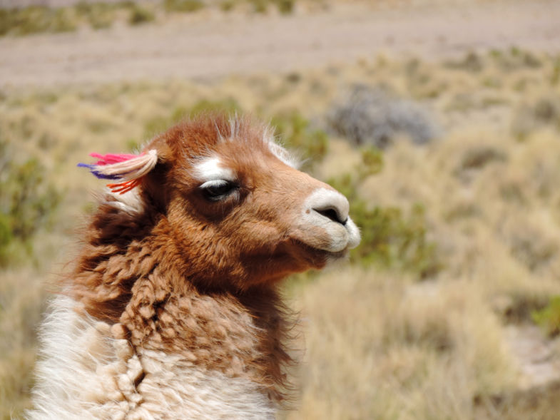 Happy Lama