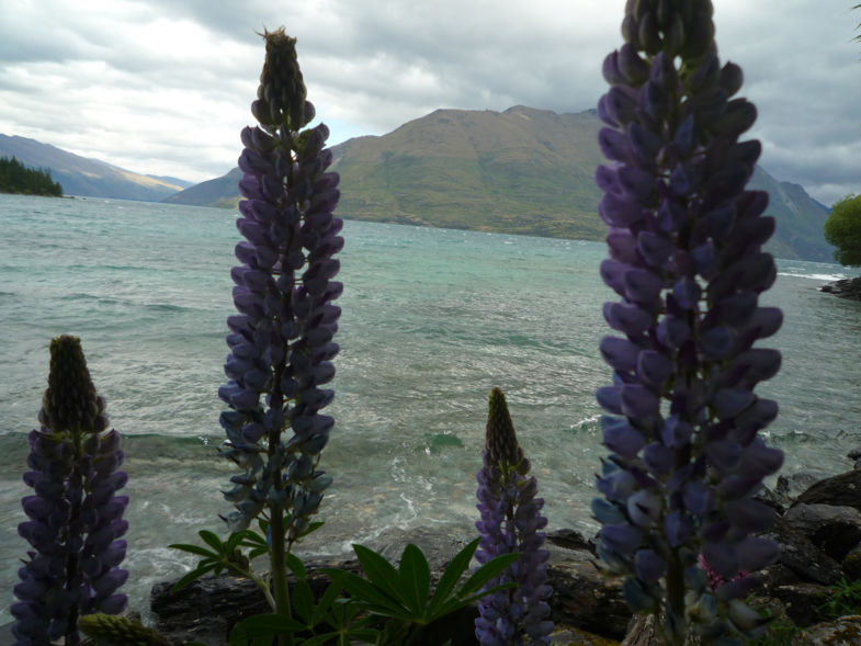 Flowers at lake wakatipu Queenstown