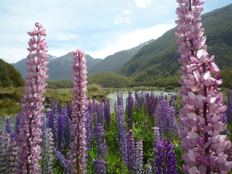 Flowers at Milford sound