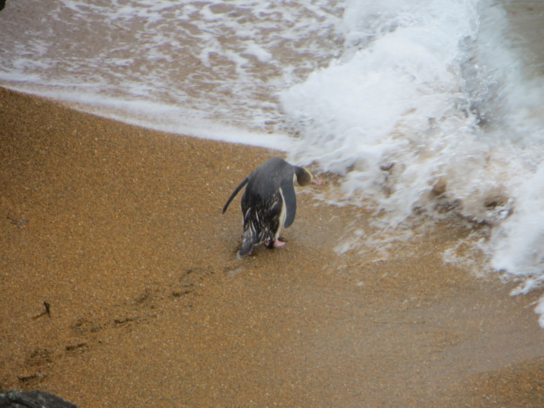 Papa Pinguïn gaat uit vissen voor zijn baby