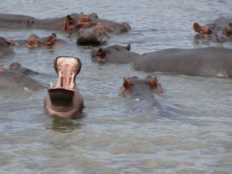 St. Lucia - iSimangaliso Wetland Park