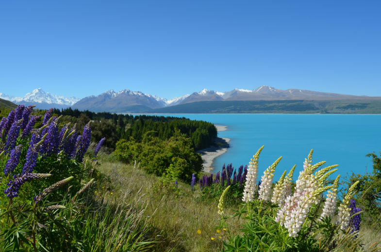Lake Pukaki met Mount Cook