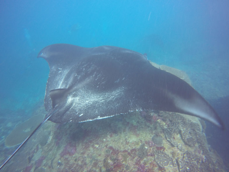 Diving with Manta Rays!
