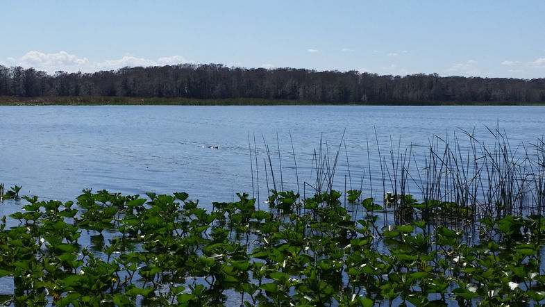Alligators spotten Cypress Lake