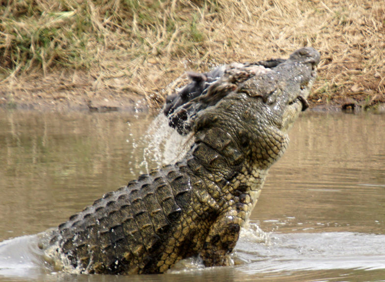 Krokodil & baby nijlpaard