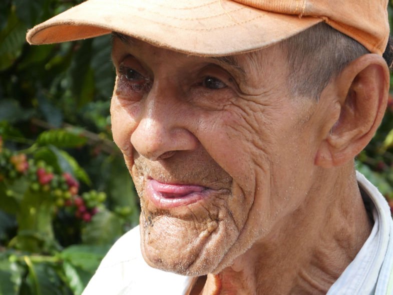 Een 87-jarige koffiebonen plukker in Zona Cafetera in Colombia....
