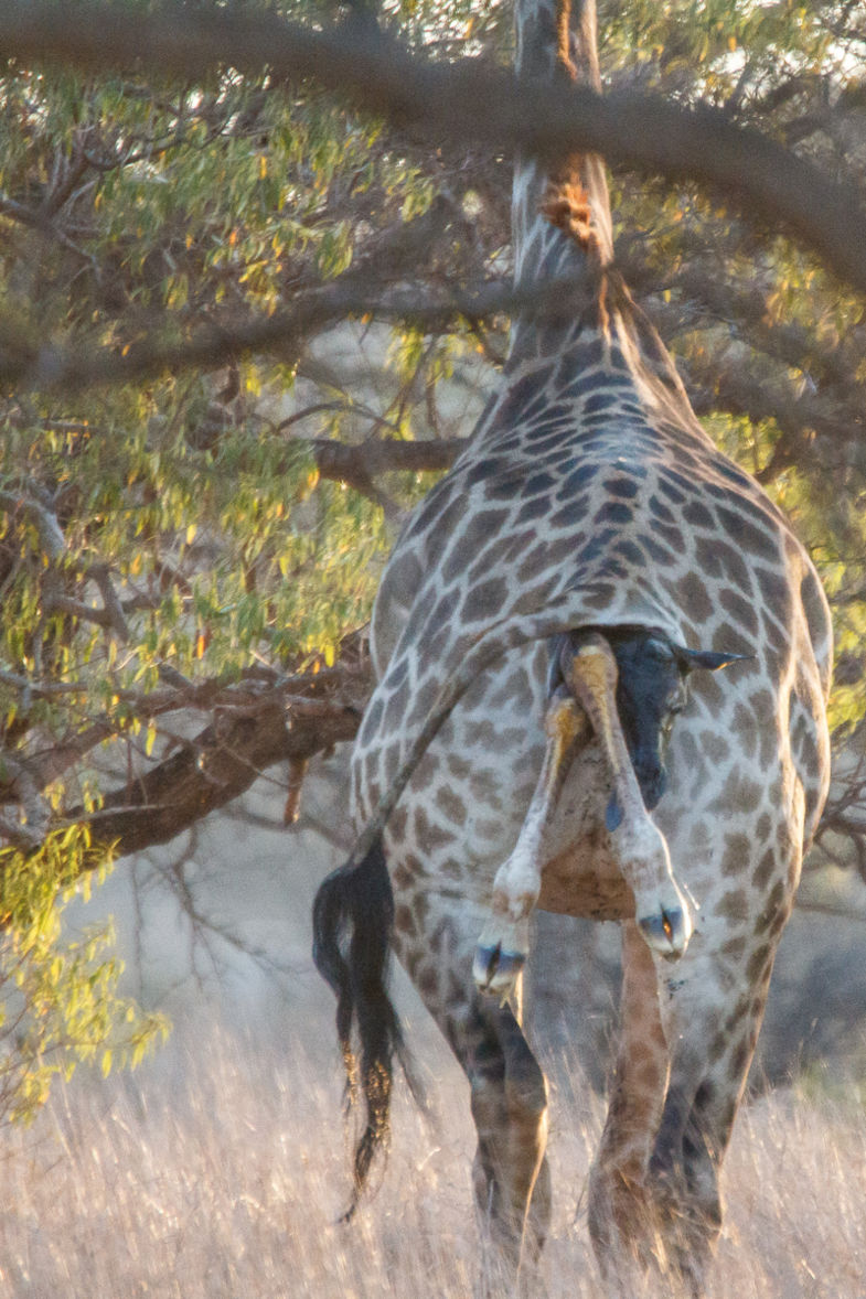 De geboorte van een giraffe. Daar word ik nu vrolijk van:)
