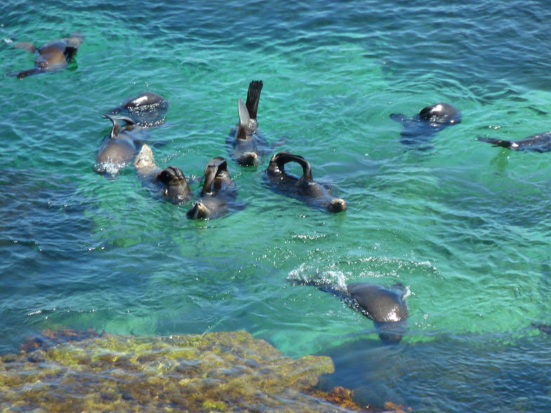 Hier wordt ik vrolijk van. Zeehonden en dolfijnen in een baai op Rottnest Island ❤️❤️