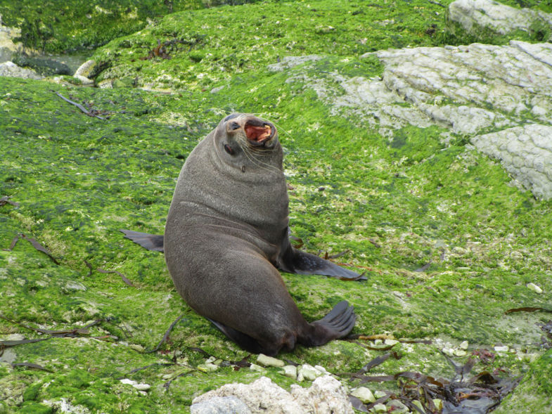 Fred, the happy posing seal