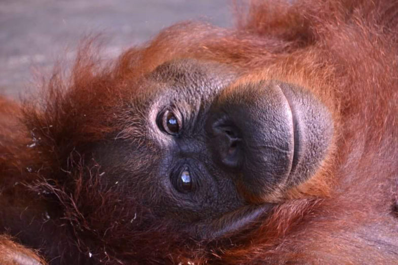 Hier word je toch meteen vrolijk van? Prachtige orang oetan in Maleisisch Borneo ♡